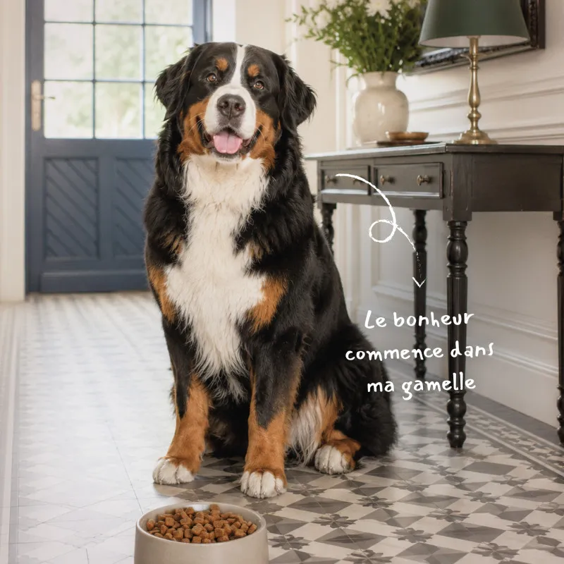 Croquettes chien Races Géantes Babin | Nutrition chien adulte très grande taille
