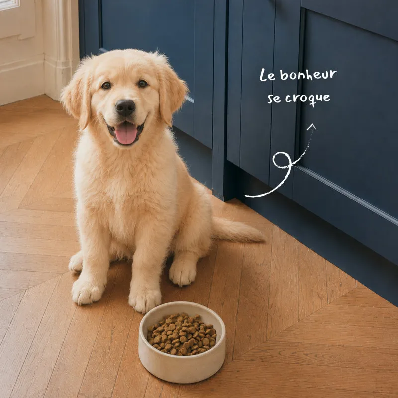 Croquettes chien Junior Maxi Poulet Babin | Croissance chiot grande race