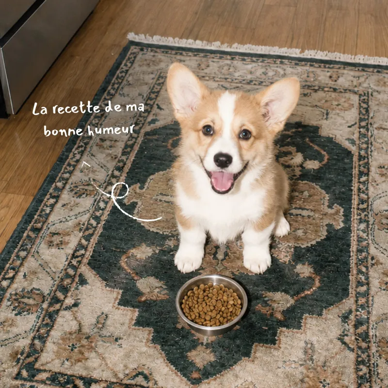 Croquettes chien Mini Junior Poulet croissance Bab’in | Pour petits chiots