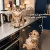 Moelleux pour chat saveur Poulet Curcuma par Thierry Marx | Friandise savoureuse