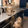 Huile de Saumon Babin pour Chien | Peau saine, pelage brillant et immunité
