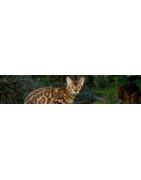 Bab'in - Croquettes premium pour chats - Gamme AgiPlus