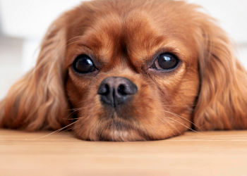 Allergies chez le chien : découvrez 5 signes pour reconnaître les symptômes