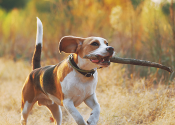 Mon chien est très sportif, comment adapter son alimentation ?