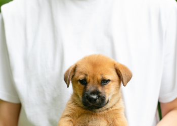 Si mon chien était un humain, quel serait son âge réel ?