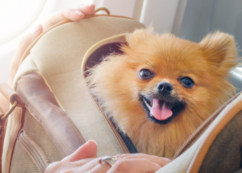 Comment préparer un voyage en avion avec mon chien ?