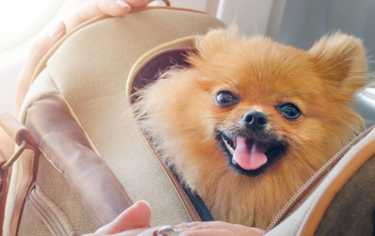 voyage en avion avec un petit chien