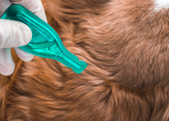 Quels sont les parasites externes chez le chien ?