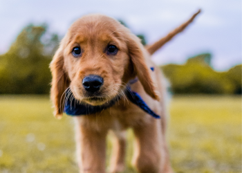 Comment préparer l’arrivée d’un chiot à la maison ?