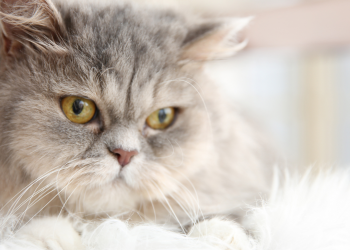 Comment prendre soin du pelage de mon chat ?