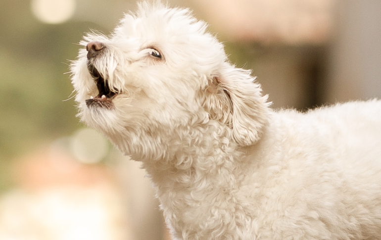 Le chien : tout, tout, sur les canidés