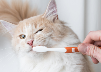 Comment nettoyer les dents de mon chat ?