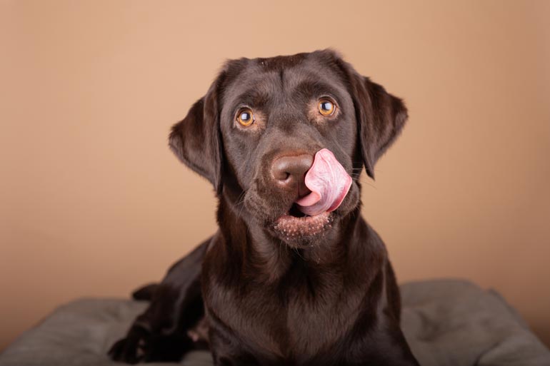 Mon chien aime le chocolat. Attention au danger !