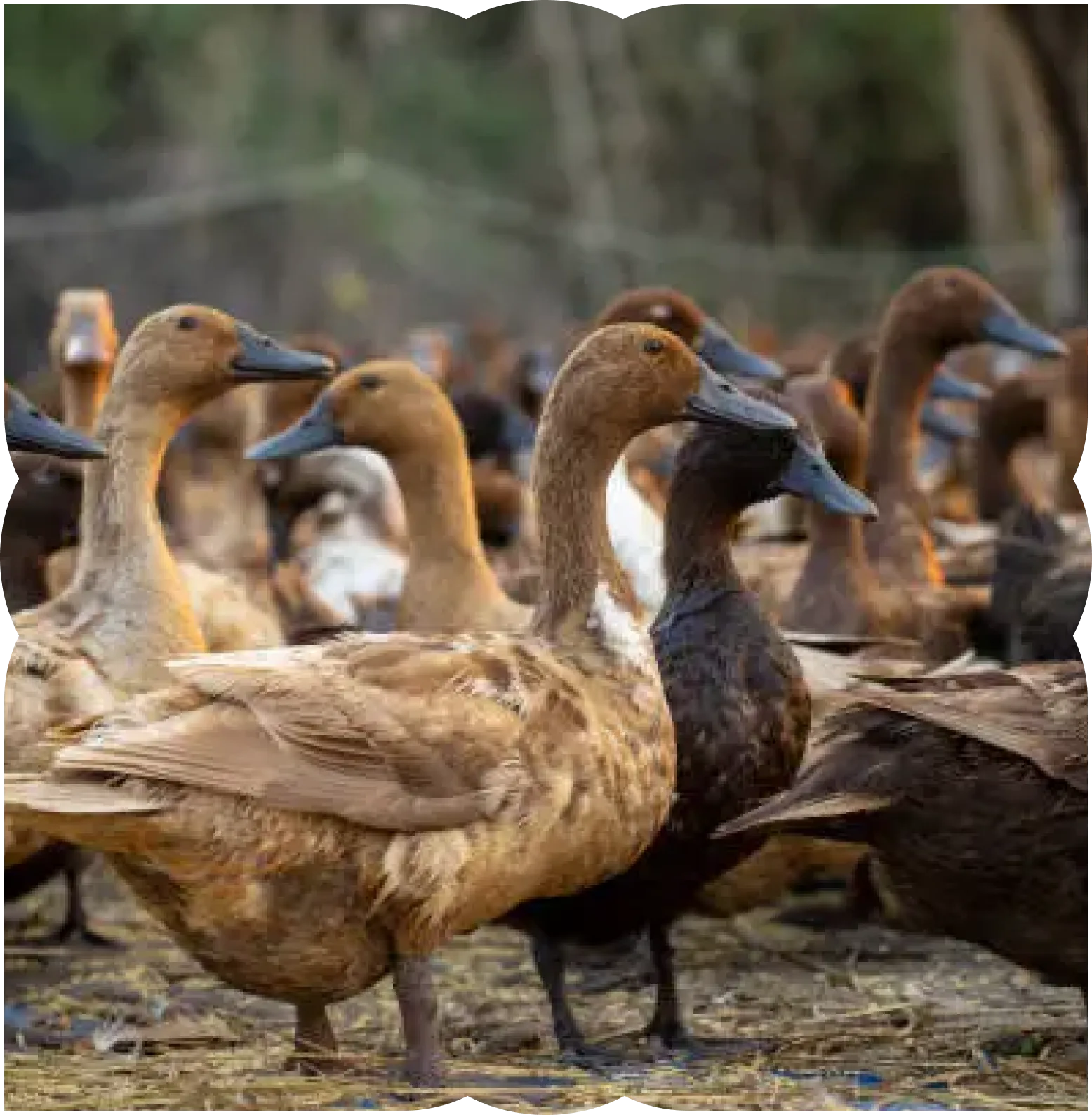 Des canards élevés en plein air dans le Sud-Ouest