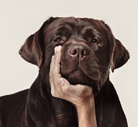 Chien Babin