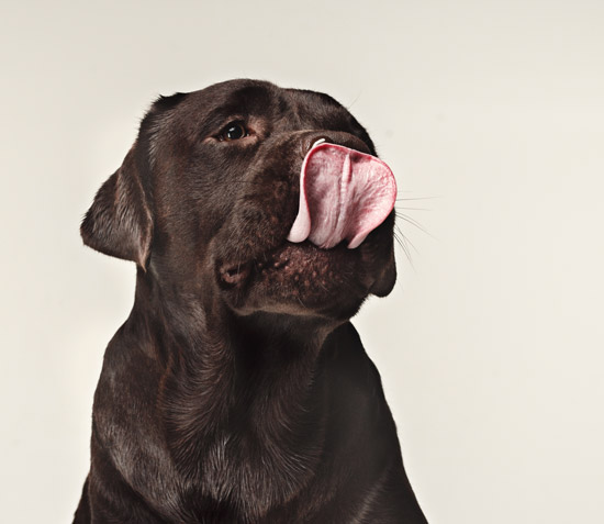 Chien Babin