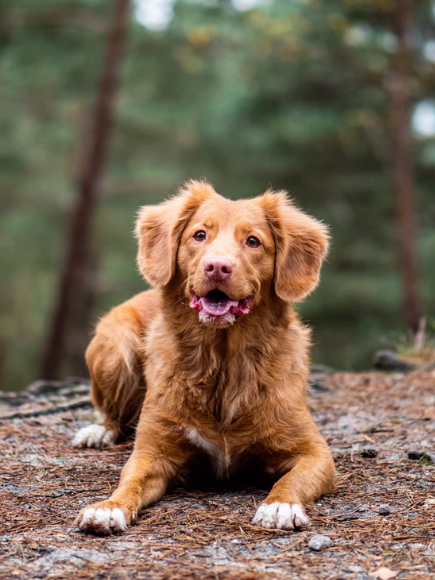 chien dans la foret