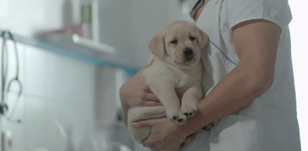 Vétérinaire avec chien