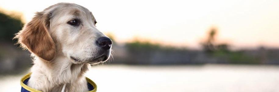 Pierce chien d'assistance aux handicapés