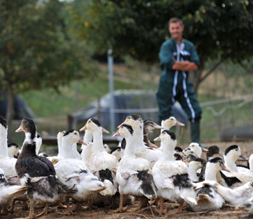 Canard des Landes